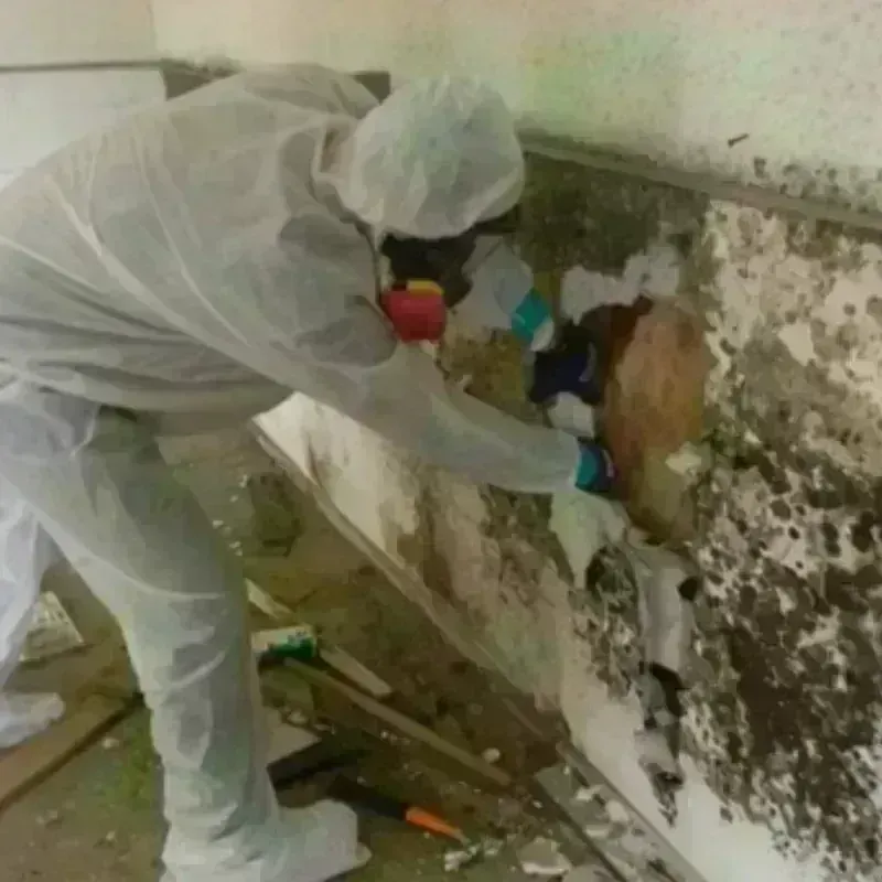 Mold Remediation and Removal in Grinnell, IA